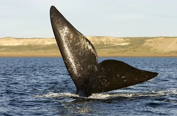 Southern Right whale - tail Off Puerto Piramide, Valdes Peninsula, Chubut Province, Patagonia, Argentina