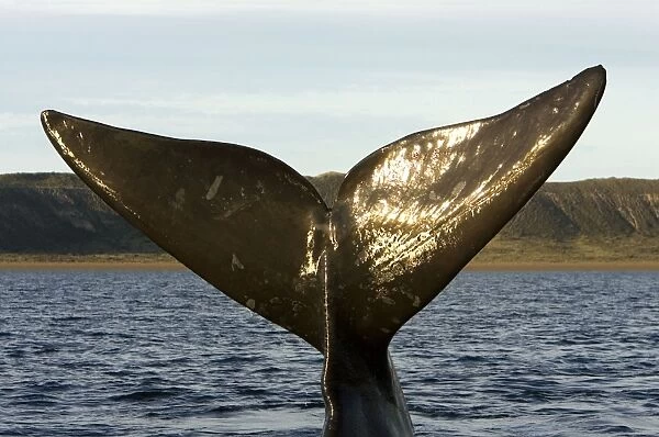 Southern Right Whale - tail Off Puerto Piramide, Valdes Peninsula, Chubut Province, Patagonia, Argentina
