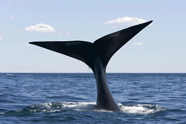 Southern Right Whale - tail Off Puerto Piramide, Valdes Peninsula, Chubut Province, Patagonia, Argentina