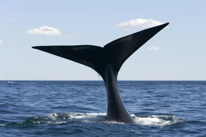 Framed Print : Southern Right Whale - tail Off Puerto Piramide, Valdes Peninsula, Chubut Province, Patagonia, Argentina Framed Print : Southern Right Whale - tail Off Puerto Piramide, Valdes Peninsula, Chubut Province, Patagonia, Argentina