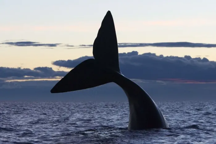 Framed Print : Southern Right whale - tail, after sunset. Off Puerto Piramide, Valdes Peninsula, Chubut Province, Patagonia, Argentina Framed Print : Southern Right whale - tail, after sunset. Off Puerto Piramide, Valdes Peninsula, Chubut Province, Patagonia, Argentina