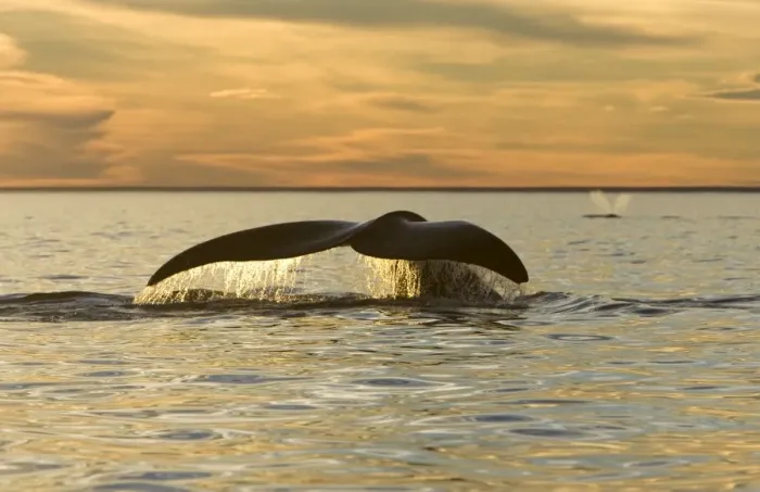 Framed Print : Southern Right Whale - tail, sunset Off Puerto Piramide, Valdes Peninsula, Chubut Province, Patagonia, Argentina Framed Print : Southern Right Whale - tail, sunset Off Puerto Piramide, Valdes Peninsula, Chubut Province, Patagonia, Argentina