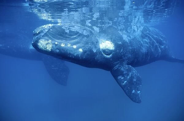 Southern Right Whale - Underwater image: Calf, and mother in the background