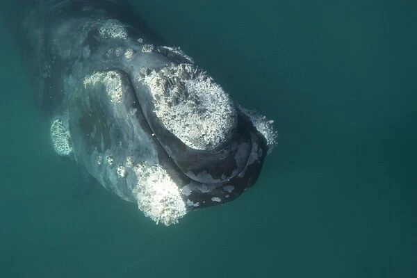 Southern Right Whale Valdes Peninsula, Province Chubut, Patagonia, Argentina