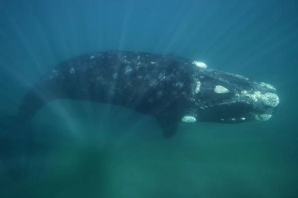 Southern Right Whale Valdes Peninsula, Province Chubut, Patagonia, Argentina