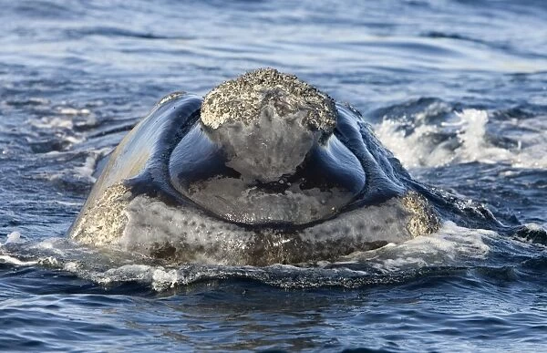 Southern Right whale - front view of the head of a calf. Off Puerto Piramide, Valdes Peninsula, Chubut Province, Patagonia, Argentina
