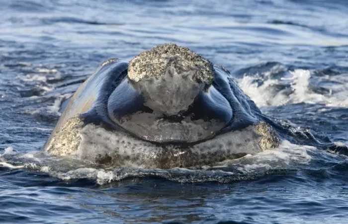 Framed Print : Southern Right whale - front view of the head of a calf. Off Puerto Piramide, Valdes Peninsula, Chubut Province, Patagonia, Argentina Framed Print : Southern Right whale - front view of the head of a calf. Off Puerto Piramide, Valdes Peninsula, Chubut Province, Patagonia, Argentina