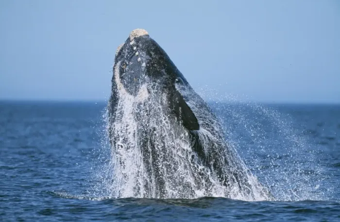 Framed Print : Southern Right Whale WAT 6750 Eubalaena australis © M. Watson / ARDEA LONDON Framed Print : Southern Right Whale WAT 6750 Eubalaena australis © M. Watson / ARDEA LONDON