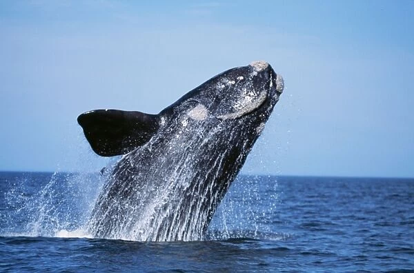 Southern Right Whale WAT 6756 Eubalaena australis © M. Watson  /  ARDEA LONDON
