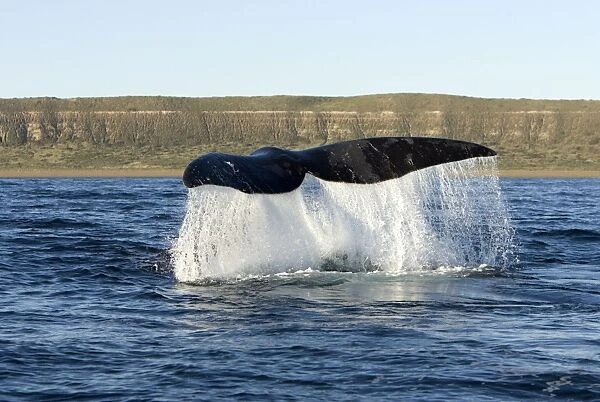 Southern Right Whale - the whale raises its tail and slams it down repeatedly on the surface of the sea. Off Puerto Piramide, Valdes Peninsula, Chubut Province, Patagonia, Argentina