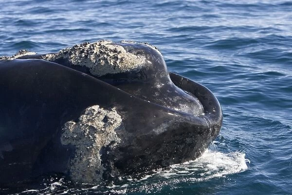 Southern Right whale - the whale is raising the forward part of its head above the surface, close to the boat. Note callosities. When magnifying this image, some hair is visible under the lower lip of the whale