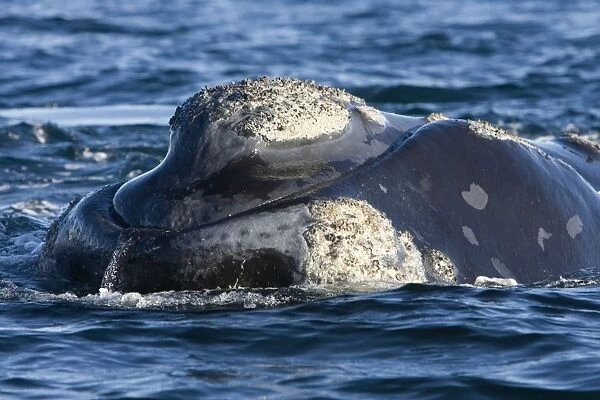 Southern Right whale - the whale is raising the forward part of its head above the surface, close to the boat. Note callosities. Off Puerto Piramide, Valdes Peninsula, Chubut Province, Patagonia, Argentina