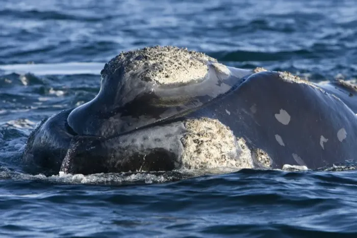 Framed Print : Southern Right whale - the whale is raising the forward part of its head above the surface, close to the boat. Note callosities. Off Puerto Piramide, Valdes Peninsula, Chubut Province, Patagonia, Argentina Framed Print : Southern Right whale - the whale is raising the forward part of its head above the surface, close to the boat. Note callosities. Off Puerto Piramide, Valdes Peninsula, Chubut Province, Patagonia, Argentina