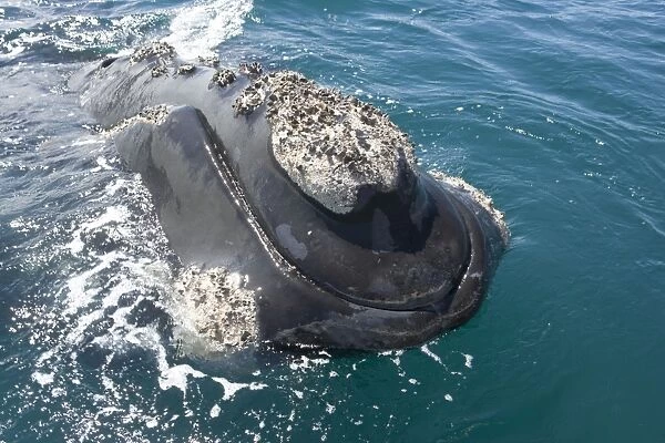 Southern Right whale - the whale is raising its head above the surface, close to the boat. The callosity above the mouth is called the 'bonnet'