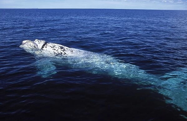 Southern Right Whale - White calf. Valdes Peninsula, Province Chubut, Patagonia, Argentina