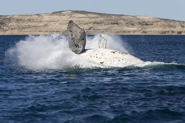 Southern Right Whale - white calf breaching. Each year 3 or 4 white calves are seen in the right whale population that breeds in the gulfs of the Valdes Penisula