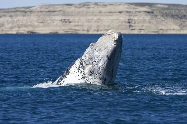 Southern Right Whale - white calf, head rise. Each year 3 or 4 white calves are seen in the right whale population that breeds in the gulfs of the Valdes Penisula
