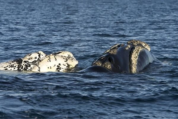 Southern Right Whale - White calf with mother. Each year a few white calves are born. Normal color is dark gray. Valdes Peninsula, Province Chubut, Patagonia, Argentina