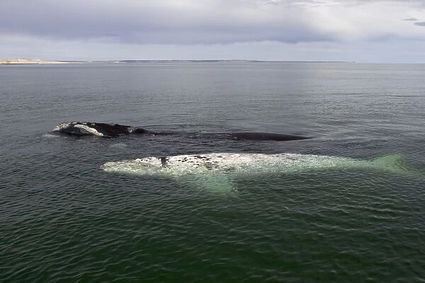 Southern Right Whale - White calf and mother, sleeping at the surface. Each year a few white calves are born. Normal color is dark gray. Valdes Peninsula, Province Chubut, Patagonia, Argentina