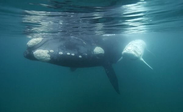 Southern Right Whale - white calf near mother. Each season a few white calves are born in the population that breeds off the Valdes Peninsula. Similar youngsters are also born among the southern right whales that breed off Australia