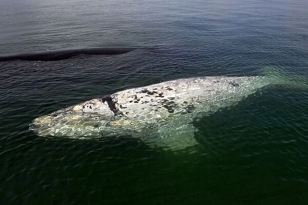 Southern Right Whale - White calf sleeping at the surface; mother in the background. Each year a few white calves are born. Normal color is dark grey