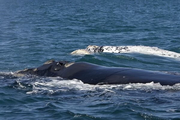 Southern Right whale - a white calf swims near its normal dark-colored mother. Each year 3 or 4 white calves are seen in the right whale population that breeds in the gulfs of the Valdes Penisula