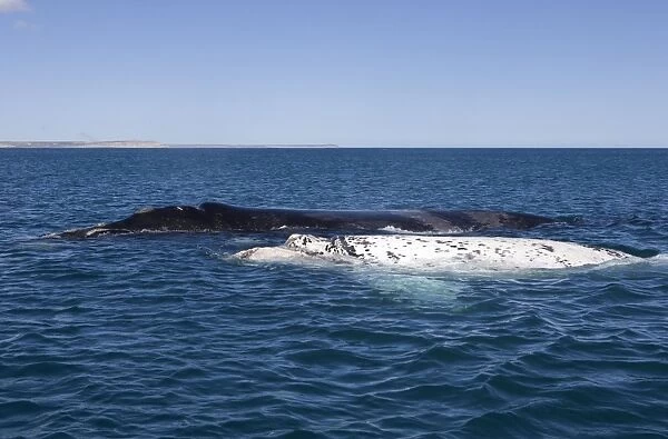 Southern Right whale - a white calf swims near its normal, dark-colored mother. Each year 3 or 4 white calves are seen in the right whale population that breeds in the gulfs of the Valdes Penisula