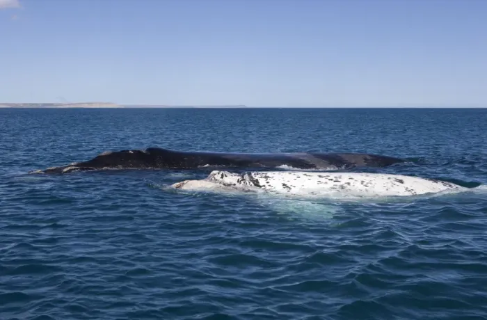 Framed Print : Southern Right whale - a white calf swims near its normal, dark-colored mother. Each year 3 or 4 white calves are seen in the right whale population that breeds in the gulfs of the Valdes Penisula Framed Print : Southern Right whale - a white calf swims near its normal, dark-colored mother. Each year 3 or 4 white calves are seen in the right whale population that breeds in the gulfs of the Valdes Penisula