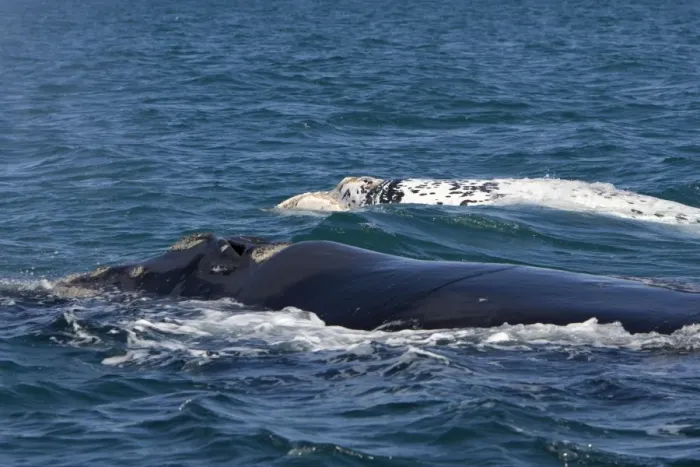 Framed Print : Southern Right whale - a white calf swims near its normal dark-colored mother. Each year 3 or 4 white calves are seen in the right whale population that breeds in the gulfs of the Valdes Penisula Framed Print : Southern Right whale - a white calf swims near its normal dark-colored mother. Each year 3 or 4 white calves are seen in the right whale population that breeds in the gulfs of the Valdes Penisula