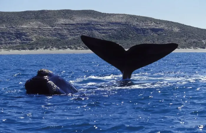 Framed Print : Southern Right Whales There are 2 whales on this photo. One raises its tail out of the water (thermoregulation?); the other is swimming around the first one; its head is visible in the foreground Valdes Peninsula, Patagonia Framed Print : Southern Right Whales There are 2 whales on this photo. One raises its tail out of the water (thermoregulation?); the other is swimming around the first one; its head is visible in the foreground Valdes Peninsula, Patagonia