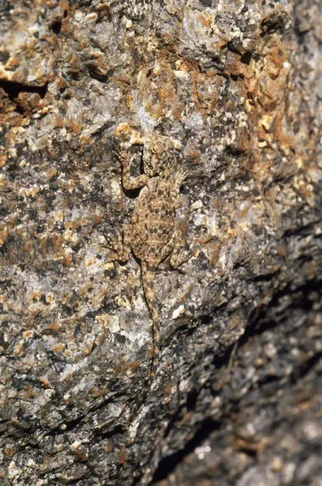 Framed Print : Southern Rock Agama Lizard - camouflage. Endemic South West Namibia Framed Print : Southern Rock Agama Lizard - camouflage. Endemic South West Namibia