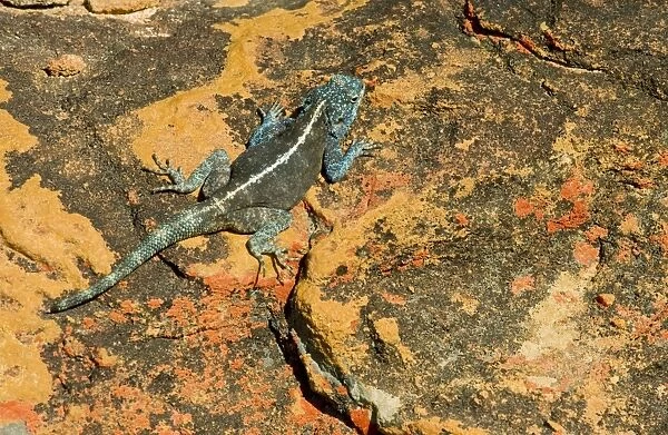 Southern Rock Agama - male on lichen-covered sandstone rock, Cederberg Mountains, South Africa