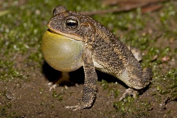 Southern Roundgland Toad - male calling to attract females - Costa Rica
