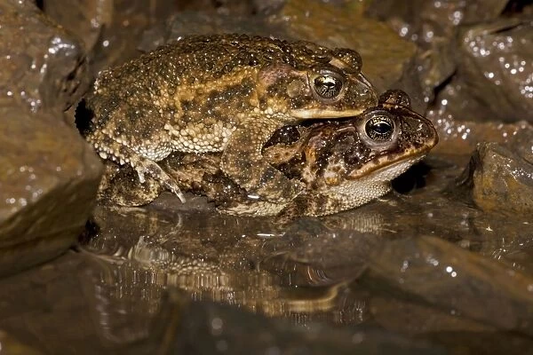 Southern Roundgland Toad - pair in amplexus - Costa Rica