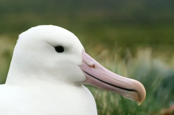 Framed Print : Southern Royal Albatross Campbell Island, New Zealand