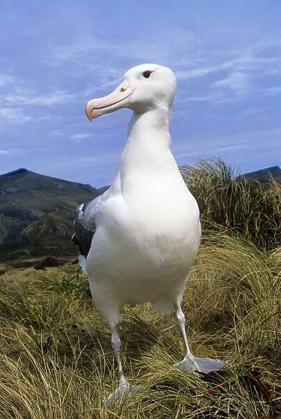 Southern Royal Albatross Campbell Island, New Zealand