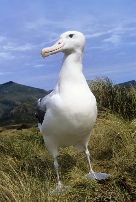 Framed Print : Southern Royal Albatross Campbell Island, New Zealand