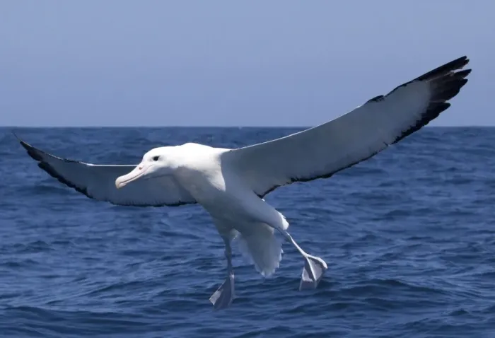 Framed Print : Southern Royal Albatross - in flight over sea - offshore from Kaikoura, South Island, New Zealand Framed Print : Southern Royal Albatross - in flight over sea - offshore from Kaikoura, South Island, New Zealand