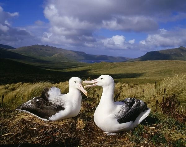 Southern Royal Albatross - pair at nest Campbell Island, New Zealand