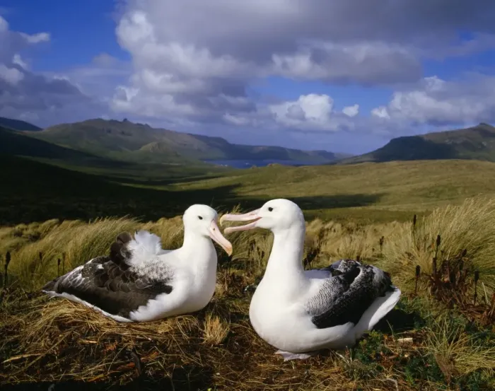 Framed Print : Southern Royal Albatross - pair at nest Campbell Island, New Zealand Framed Print : Southern Royal Albatross - pair at nest Campbell Island, New Zealand