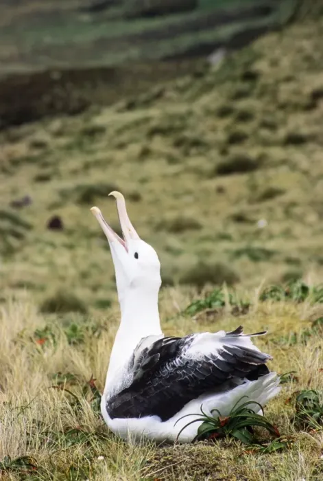 Framed Print : Southern Royal Albatross - skycalling Framed Print : Southern Royal Albatross - skycalling
