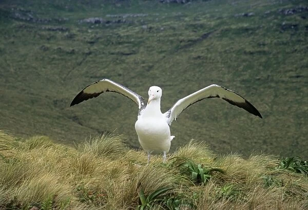 Southern Royal Albatross - stretching wings Campbell Island, New Zealand