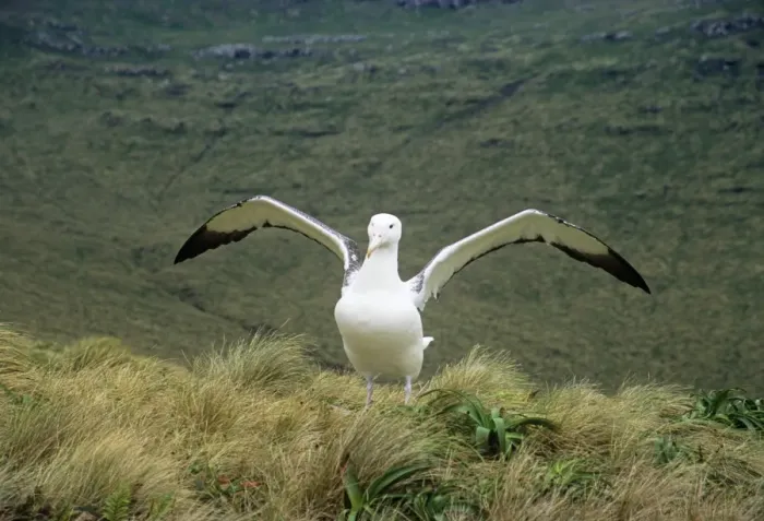 Framed Print : Southern Royal Albatross - stretching wings Campbell Island, New Zealand Framed Print : Southern Royal Albatross - stretching wings Campbell Island, New Zealand