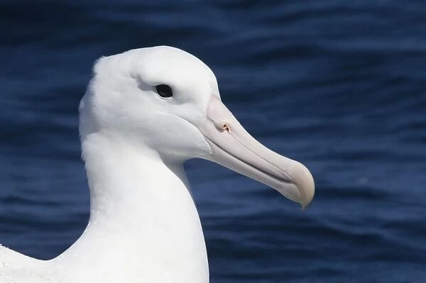 Southern Royal Albatross - on the water - offshore from Kaikoura - South Island - New Zealand