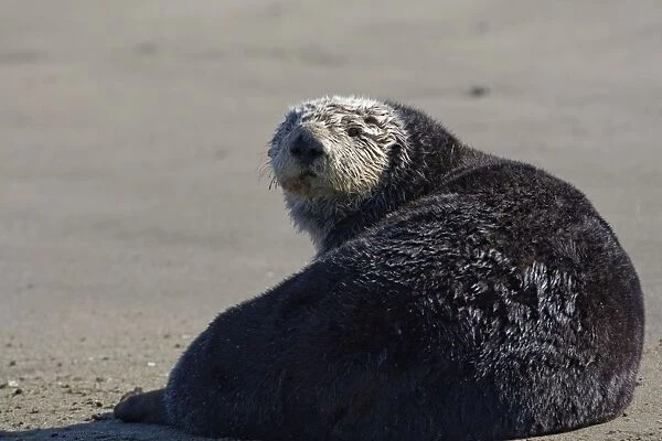 Southern Sea Otter - laying out on shore - Monterey - CA - USA