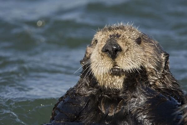 Southern Sea Otter - Monterey Bay - CA - USA