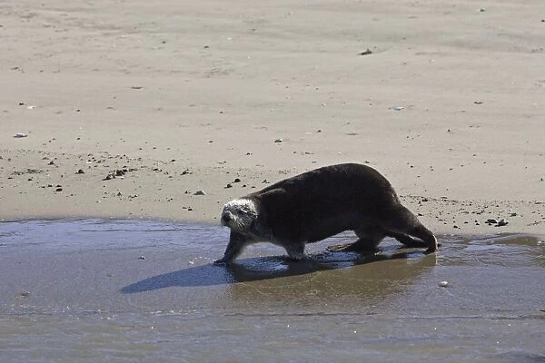 Southern Sea Otter - walking on shore - Monterey - CA - USA