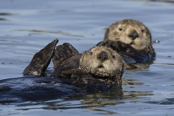 Southern Sea Otter - in water - Monterey Bay - CA - USA