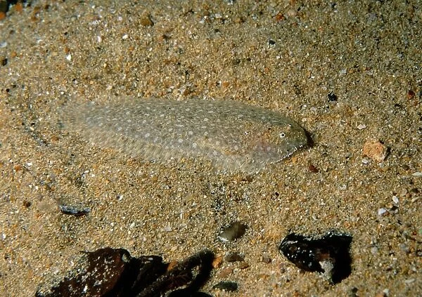 Southern Sole, Aseraggodes haackeanus, a small sole found commonly in south Australia's gulfs but rarely elsewhere, Edithburgh, South Australia, Australia, Southern Ocean