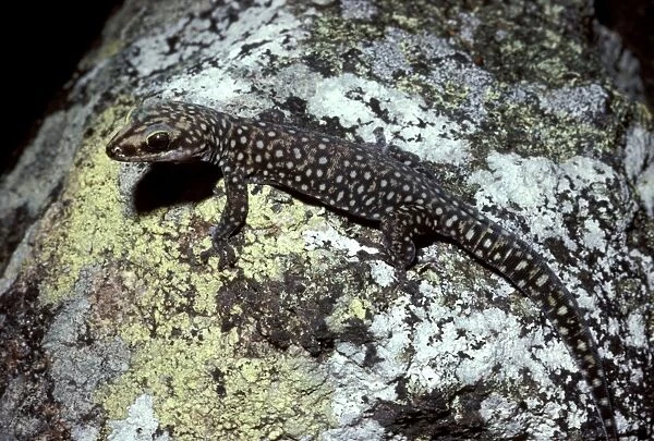 Southern spotted velvet gecko